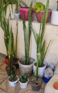گل های آپارتمانی