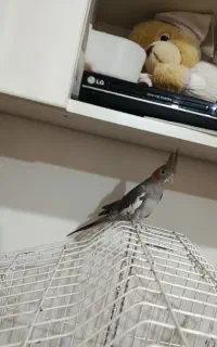عروس سالم