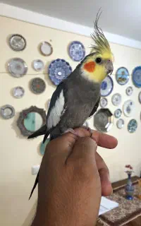 عروس هلندی