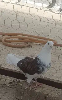 کبوتر پرش سنگین