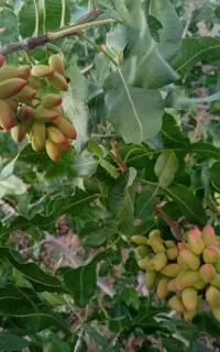 فروش ترکه پیوند پسته اکبری