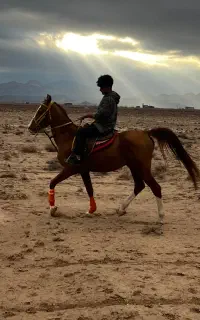 ورزشی حیوانات