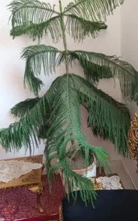 کاج مطبق بزرگ وشاداب