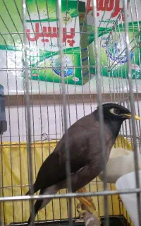 مرغ مینا