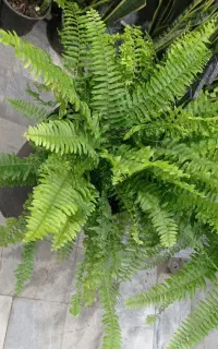 سرخسی آمستل کینگ