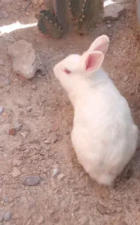 خرگوش در شهر آبپخش