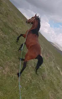 اسب کورد