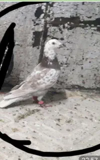 کبوتر