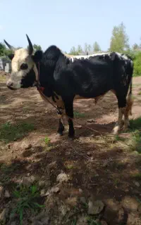 ورزاکوله