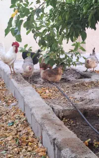 حیوان خانگی