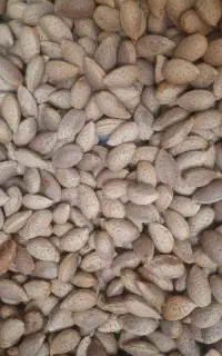 بادام سنگی دیم