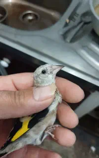 دوتا جوجه سهره نر اس