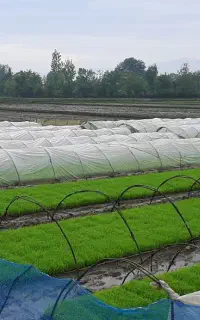 بانک نشا (توم‌ بجار)