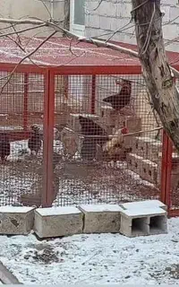 قفس آهنی