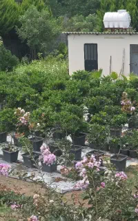 یاس هلندی مناسب برای فضا سازی