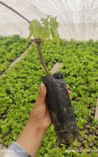نهال انگور