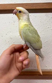 جوجه های گرینچیک سرلاکی تا دانه خور