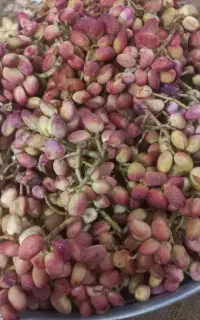 پسته تازه