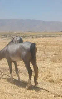 اسب