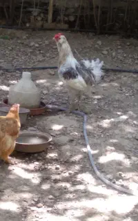 خروس نژاددار  معاوضه با مرغ