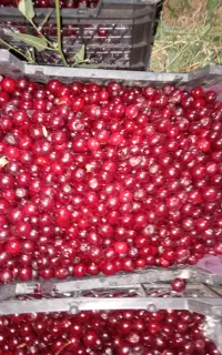 آلبالو تازه چیده شده