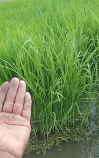 نشا سنتی هلال برای کشت دوم آماده