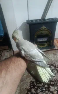 گم شده