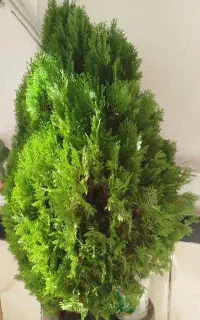 گل خوشکل