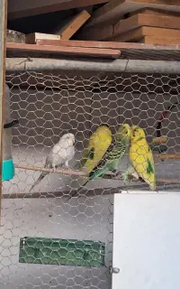 مرغ عشق