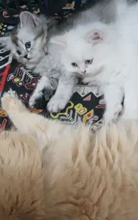 بچه گربه دوماهه