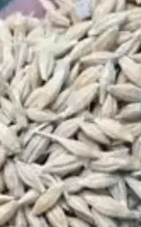 جو محلی