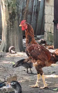 خروس لاری