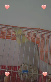 عروس هلندی