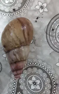 حلزون البینو در بردسیر
