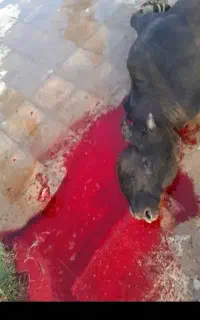 قصاب