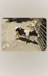 گوساله،