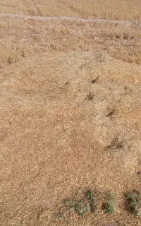 کاه