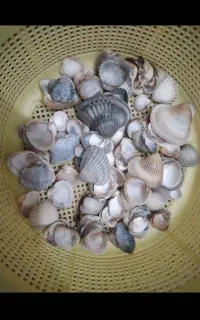 صدف طبیعی  تازه  و سالم   ‌