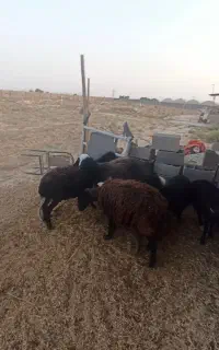 سه عدد میش جوان و چاق