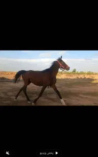 اسب مادیان کرد با کره مادیان