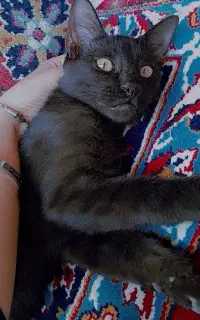گربه
