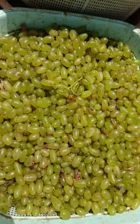 گله انگور تازه مخصوص