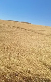 کاه