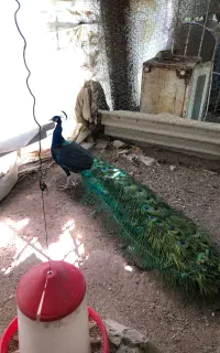 طاووس