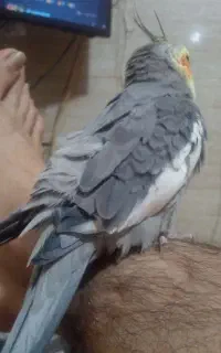 عروس هلندی  نر