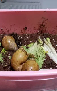 حلزون درمانی