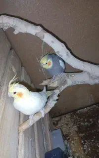 عروس هلندی سخنگو