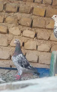 سرور خوبو