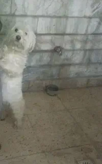 به فروش میرسه