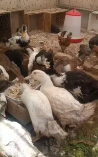 اردک سالم